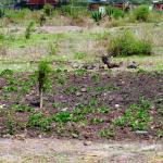 Breezewood – 50 by 100 Plots near Daystar University