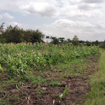 Land For Sale In Ruiru- Varsityville Estate