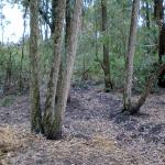 Karen vacant Plot for sale