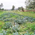 Vacant Plot – Loresho, Nairobi City County