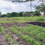 Land For Sale In South B