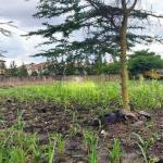 Land For Sale In South B