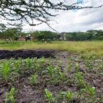 Land For Sale In South B