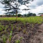 Land For Sale In South B