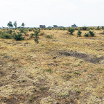 Plot For Sale Off Eastern Bypass, Kiratina Area