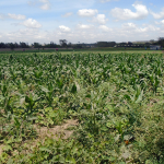 Mutongoni Plot for sale- Athi River