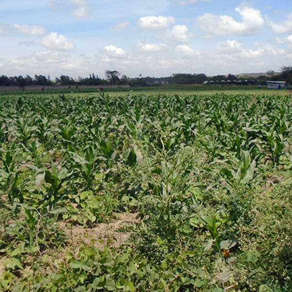 Mutongoni Plot for sale- Athi River