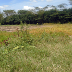 Mutongoni Plot for sale- Athi River