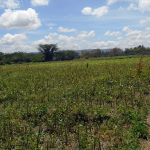 Mutongoni Plot for sale- Athi River