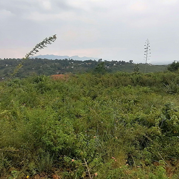 Land For Sale In Kisumu- Riat Hills